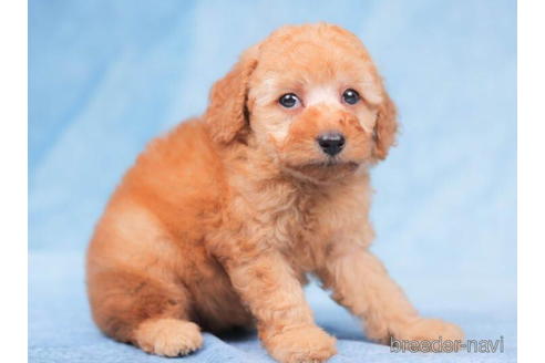 成約済の千葉県のトイプードル-203738の2枚目